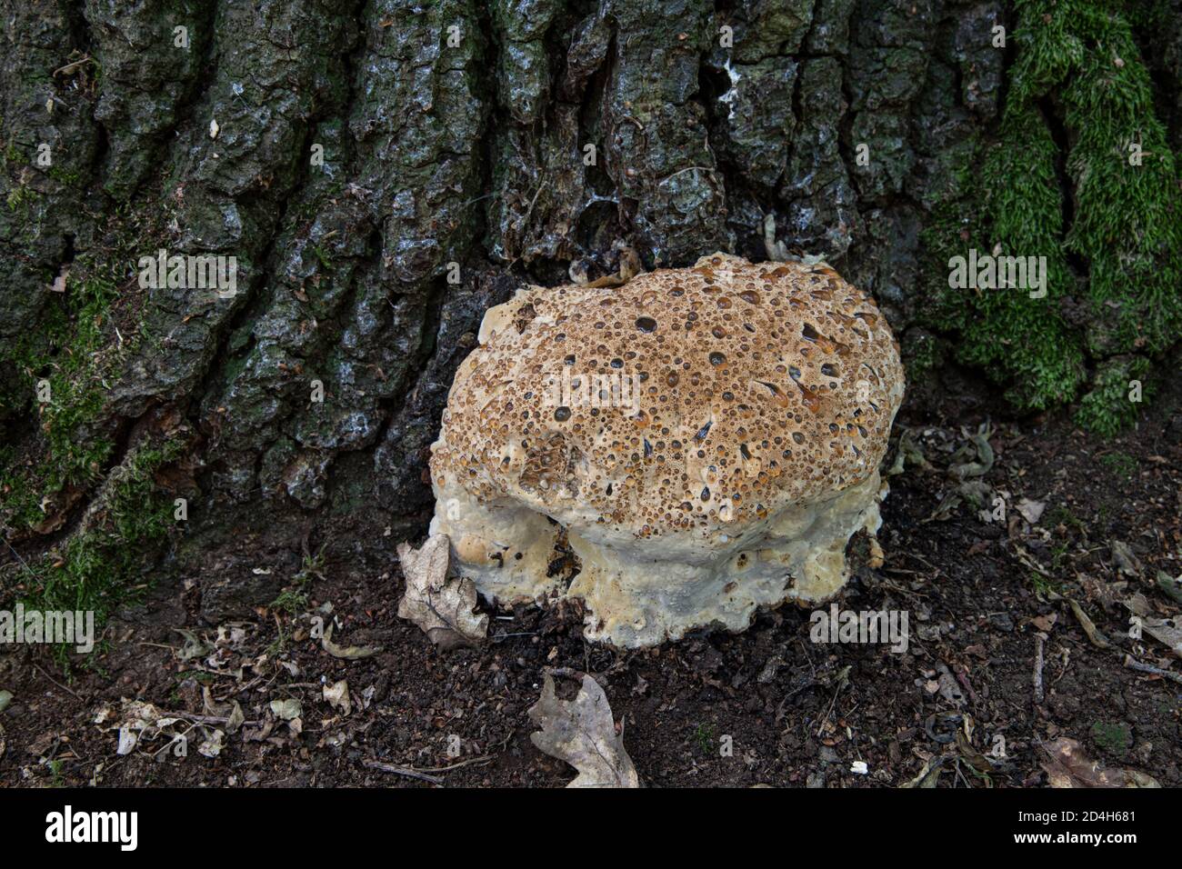 Oak Bracket Fungus: Inonotus dryadeus. At  base of Oak tree. Surrey, UK. AKA Weeping Bracket. Stock Photo