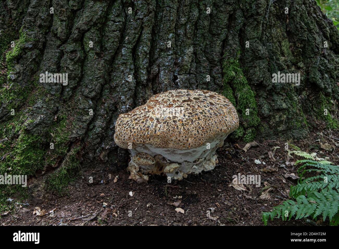Oak Bracket Fungus: Inonotus dryadeus. At  base of Oak tree. Surrey, UK. AKA Weeping Bracket. Stock Photo