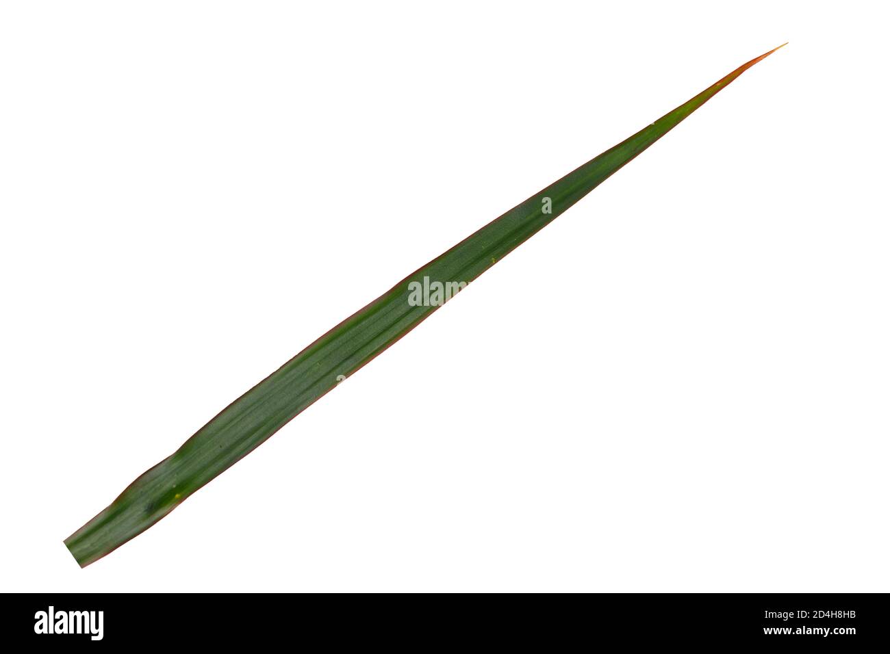 Leaf of a dragon tree on a white background Stock Photo
