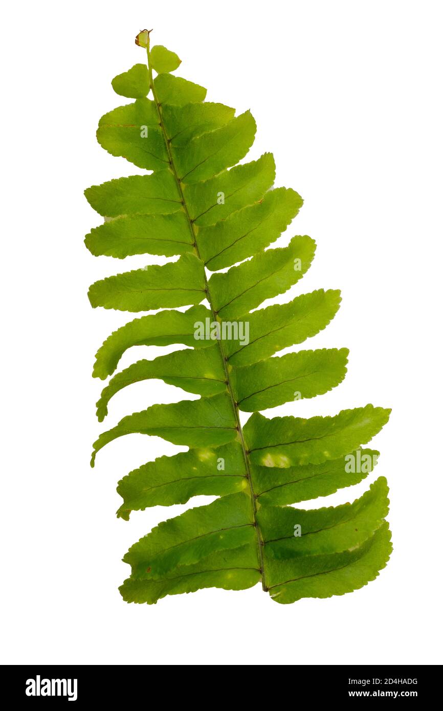 Ferns on head Cut Out Stock Images & Pictures - Alamy