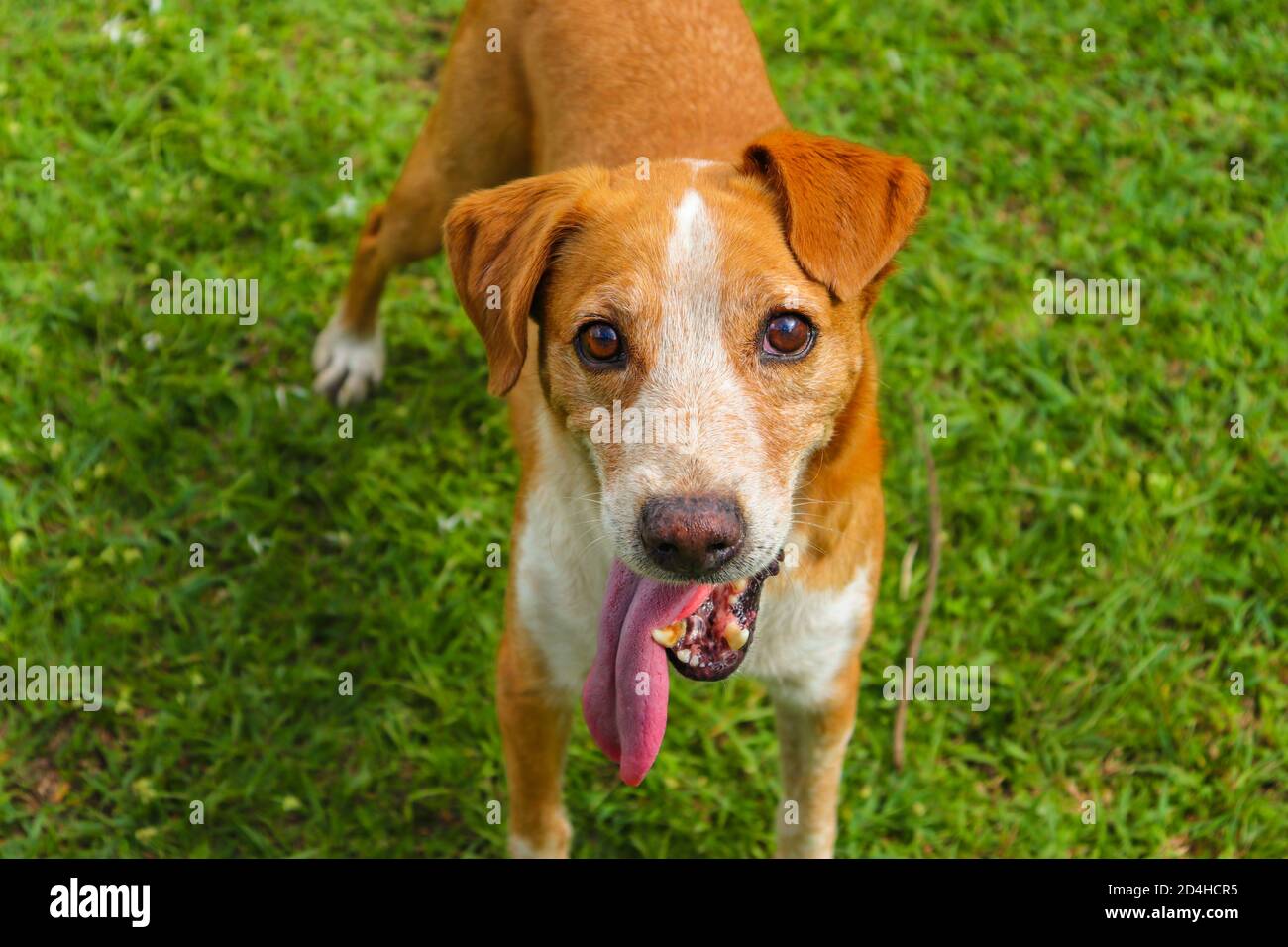 This dog is ready play catch with you! Stock Photo