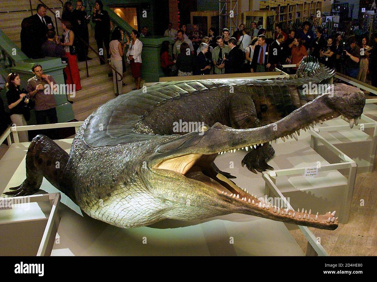 A Crowd Gather Around The World S First Replica Display Of The Supercroc At An Exhibition Launch At The Australian Museum In Sydney November 2 01 Fossilized Remains Of The Large Cousin Of