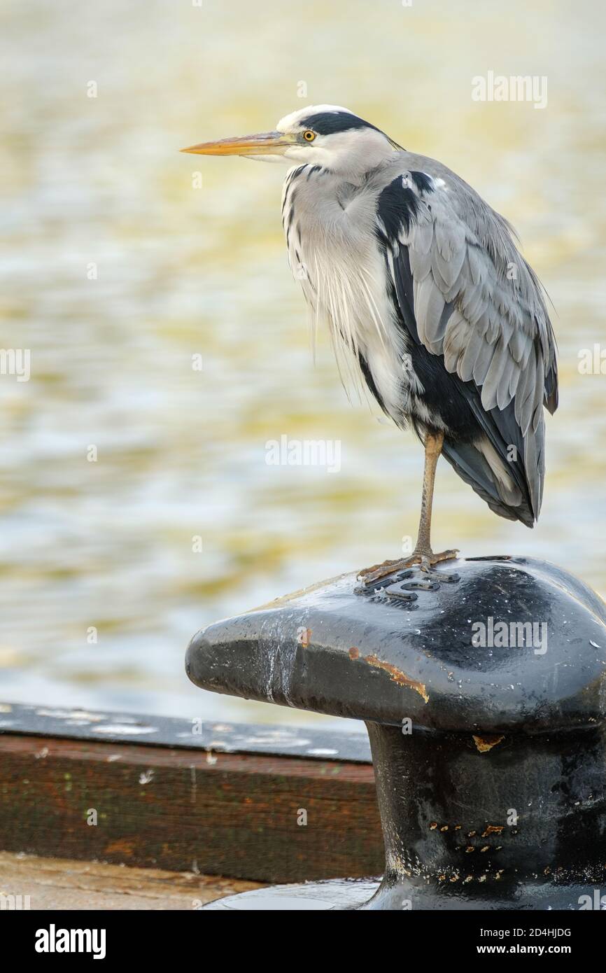 A grey heron on the quayside at Stornoway Harbour. Stock Photo