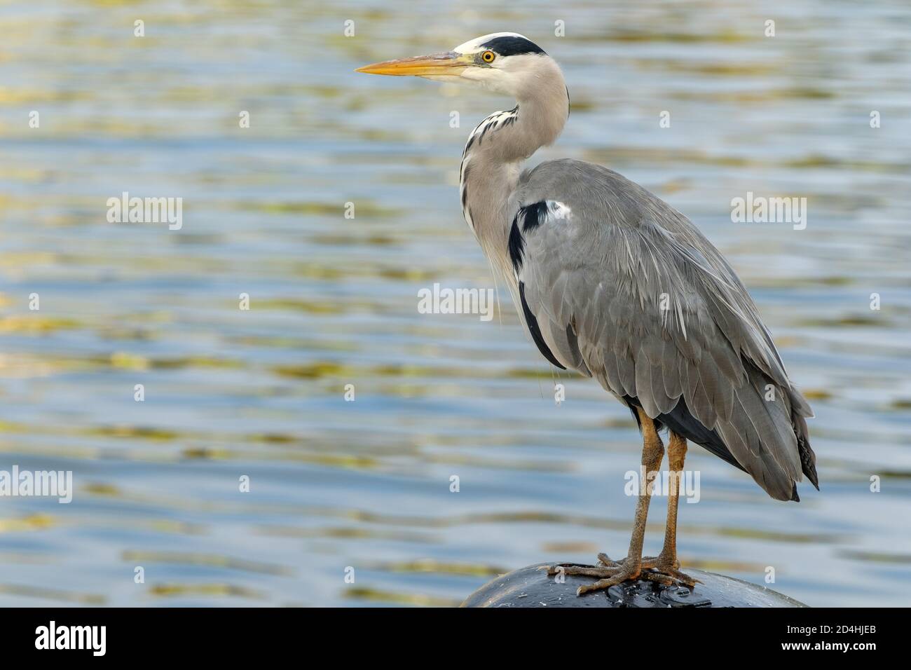 A grey heron on the quayside at Stornoway Harbour. Stock Photo
