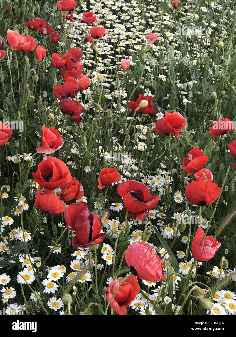 Vertical shot of beautiful red poppy and daisy flowers in a field ...