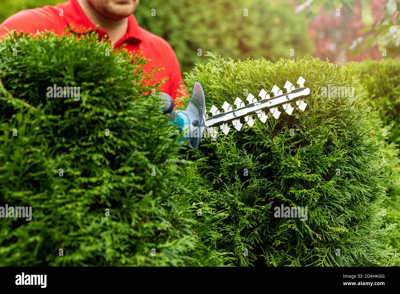 gardening services - gardener trimming and shaping evergreen thuja hedge with electric trimmer Stock Photo