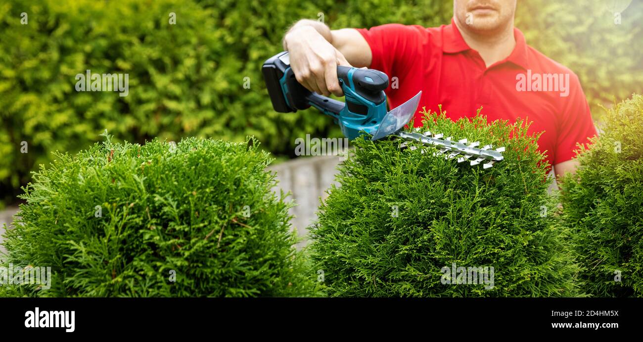 landscaping service - gardener pruning and shaping evergreen thuja hedge with electric trimmer. copy space Stock Photo