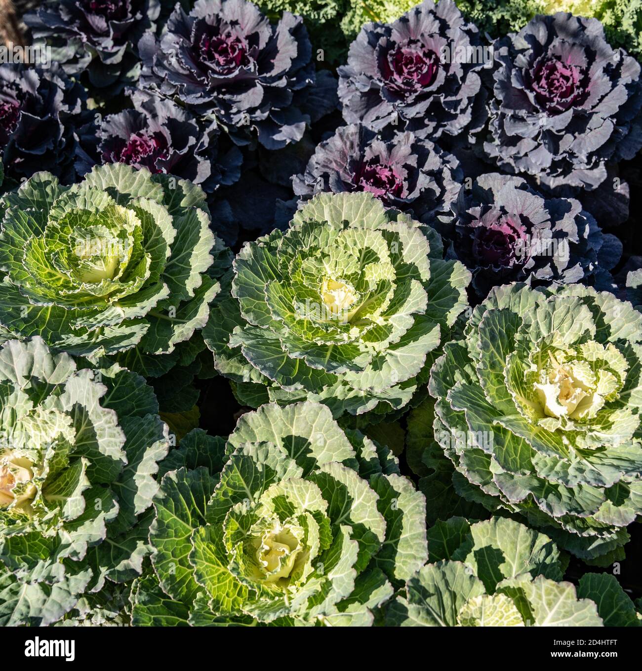 Ornamental kale hi-res stock photography and images - Page 3 - Alamy