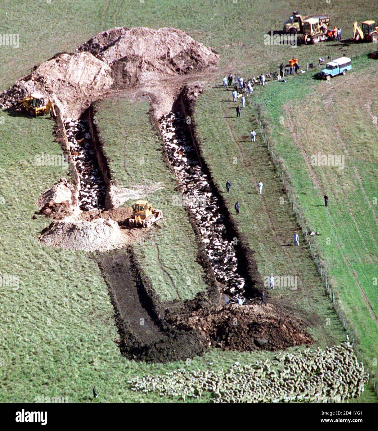 Dead Livestock By Disease