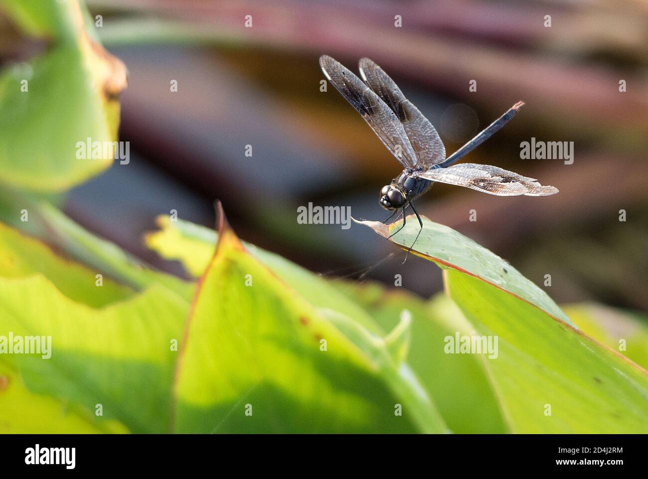 Dragonfly Stock Photo