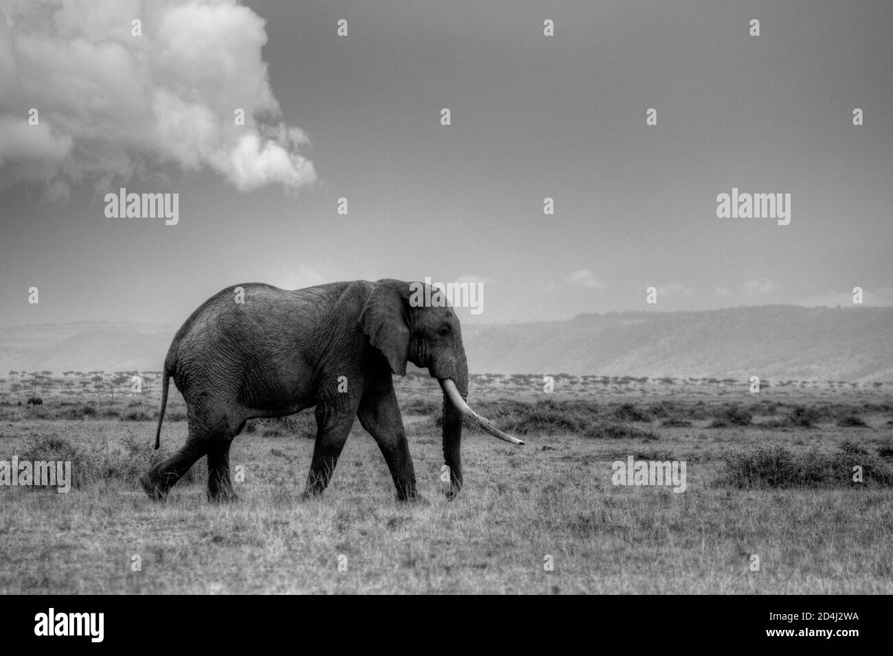 A black and white image of an African bush elephant (Loxodonta africana) with huge tusks walks across the grassy Masai Mara in Kenya Stock Photo