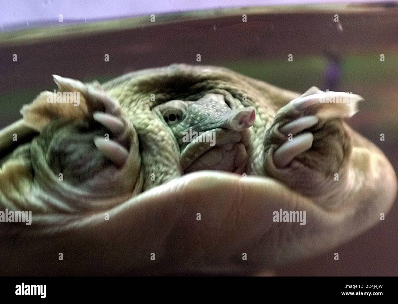 A Chinese softshell turtle (Trionyx sinensis) swims in its aquarium at the Zoosfera-2003 international exhibition of the goods and services in , November 19, 2003. The Chinese softshell turtle is very rare A Chinese softshell turtle (Trionyx sinensis) swims in its aquarium at the Zoosfera-2003 international exhibition of the goods and services in , November 19, 2003. The Chinese softshell turtle is very rare
