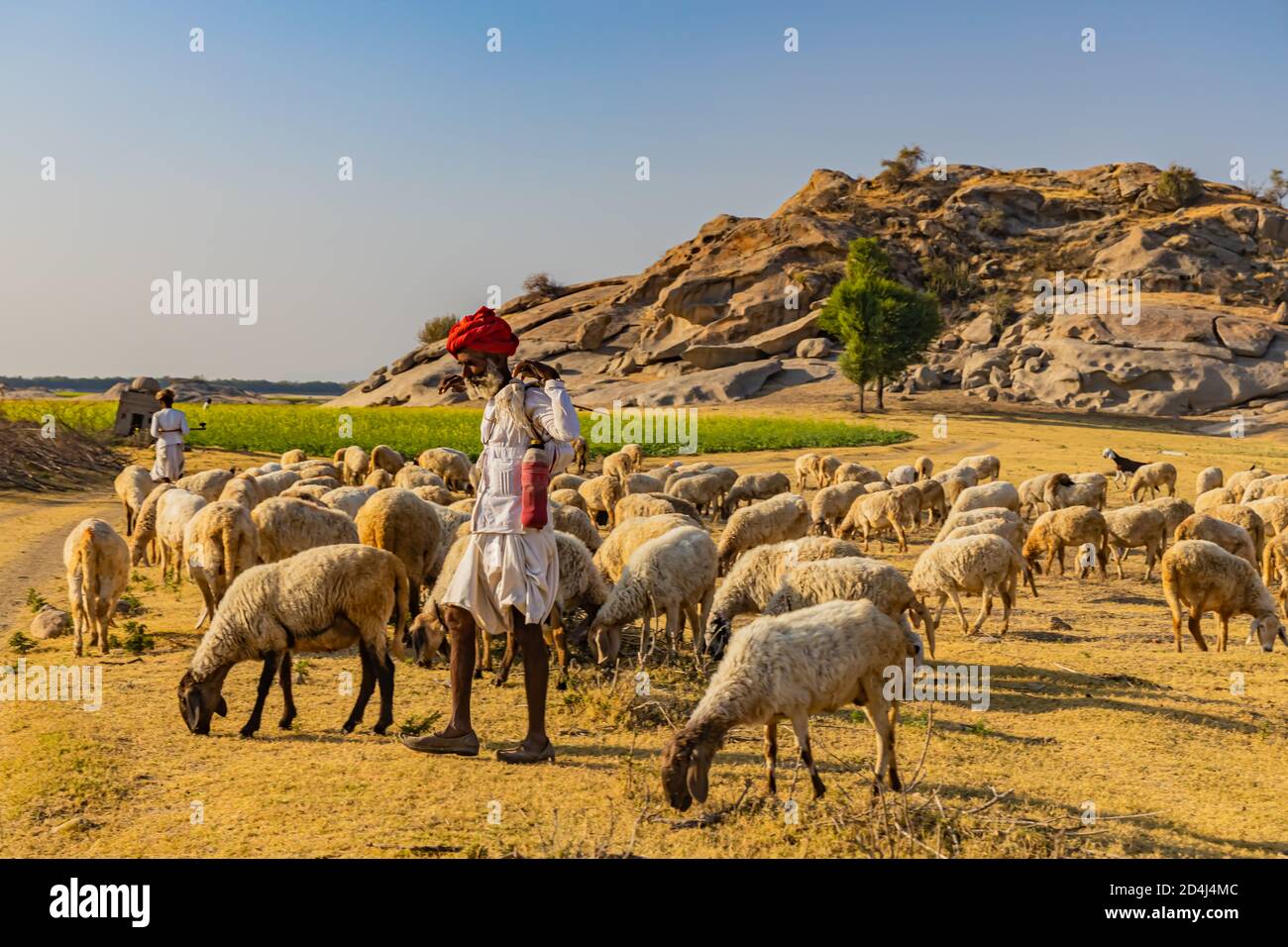 Image of a Shepard walking with his cattle grazing in the grasslands at Jawai in rajasthan India under the last rays of sun on 23 November 2018 Stock Photo