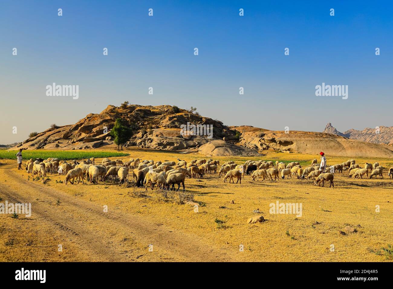 Image of a Shepard walking with his cattle grazing in the grasslands at Jawai in rajasthan India under the last rays of sun on 23 November 2018 Stock Photo