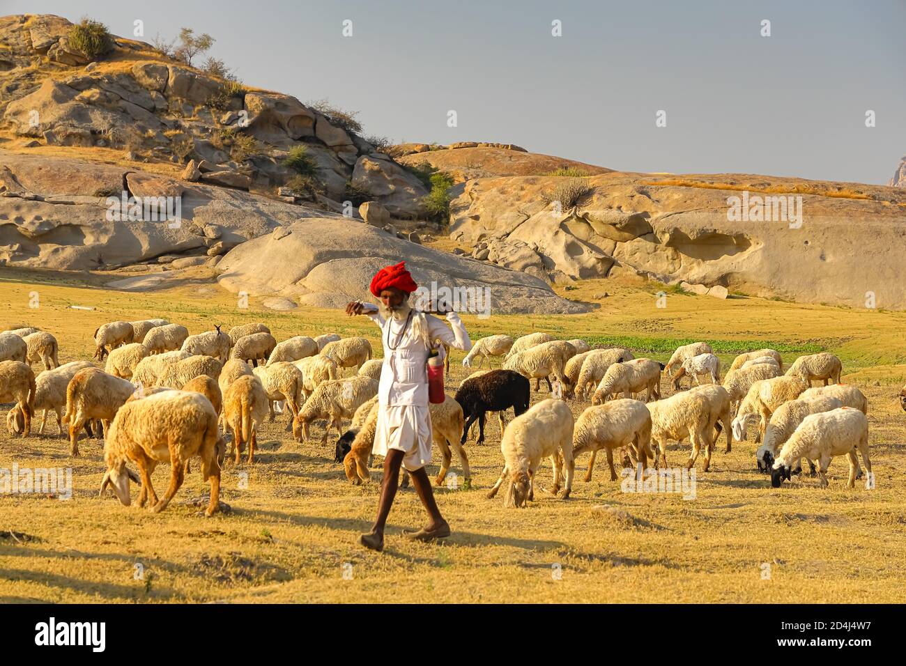 Image of a Shepard walking with his cattle grazing in the grasslands at Jawai in rajasthan India under the last rays of sun on 23 November 2018 Stock Photo