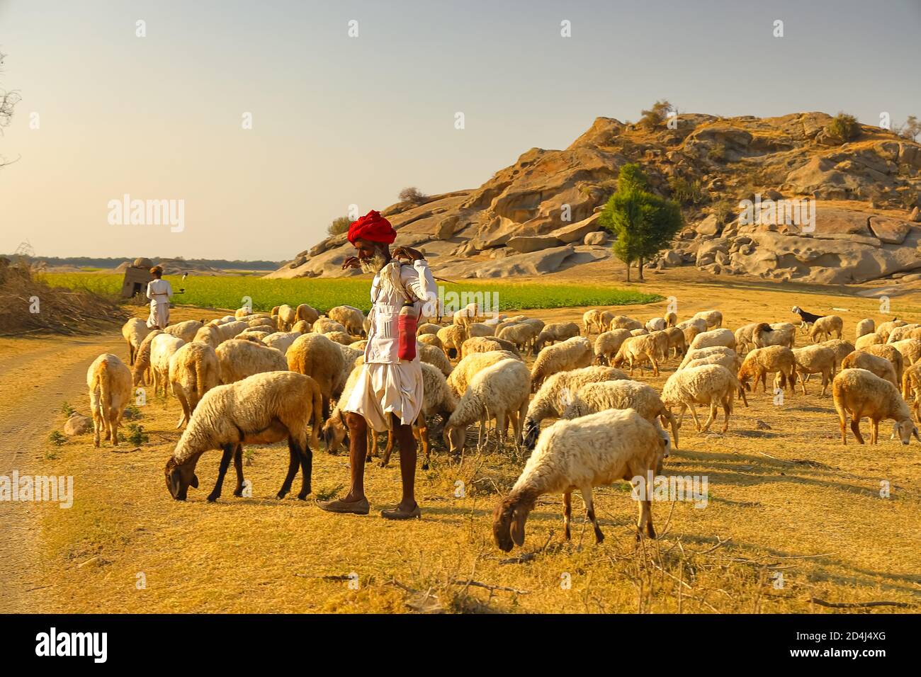 Image of a Shepard walking with his cattle grazing in the grasslands at Jawai in rajasthan India under the last rays of sun on 23 November 2018 Stock Photo