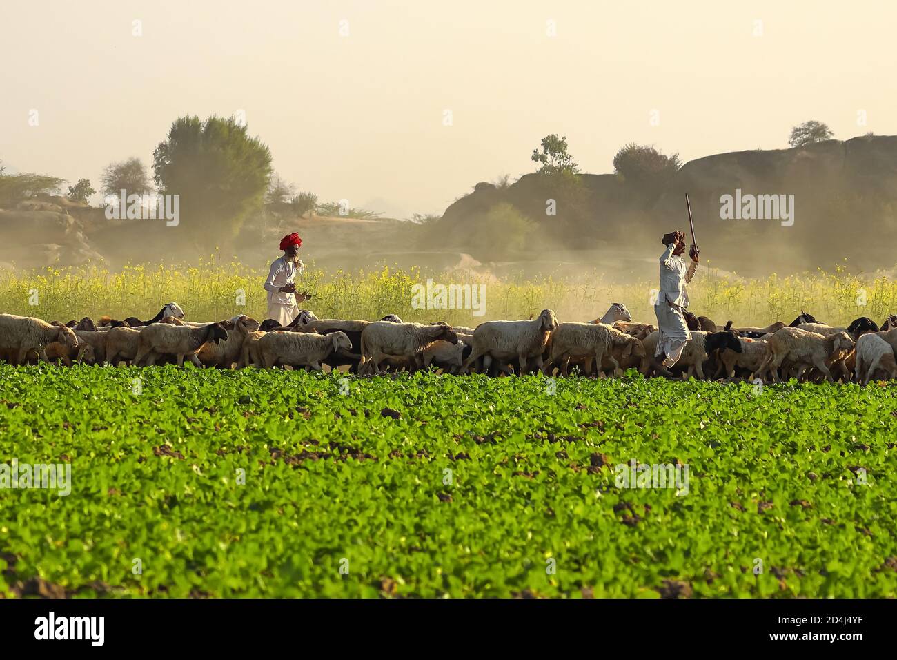 Image of a Shepard walking with his cattle grazing in the grasslands at Jawai in rajasthan India under the last rays of sun on 23 November 2018 Stock Photo