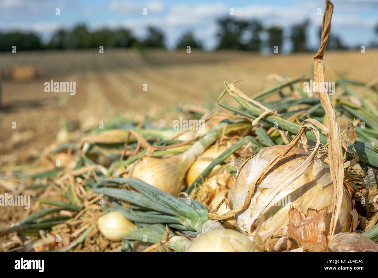 Mature Yellow Onion Field High Resolution Stock Photography and Images ...