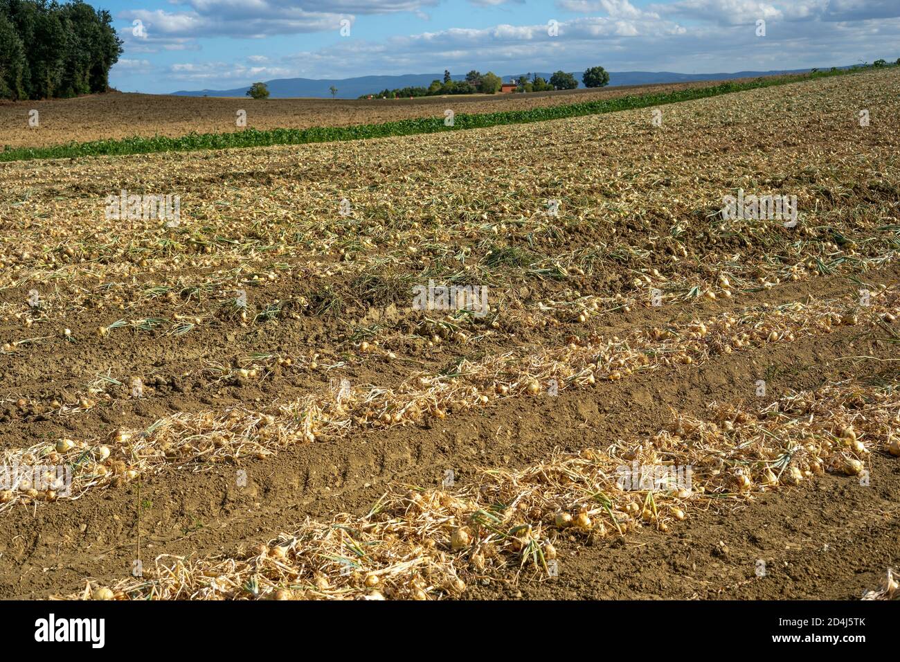 Mature Yellow Onion Field High Resolution Stock Photography and Images ...