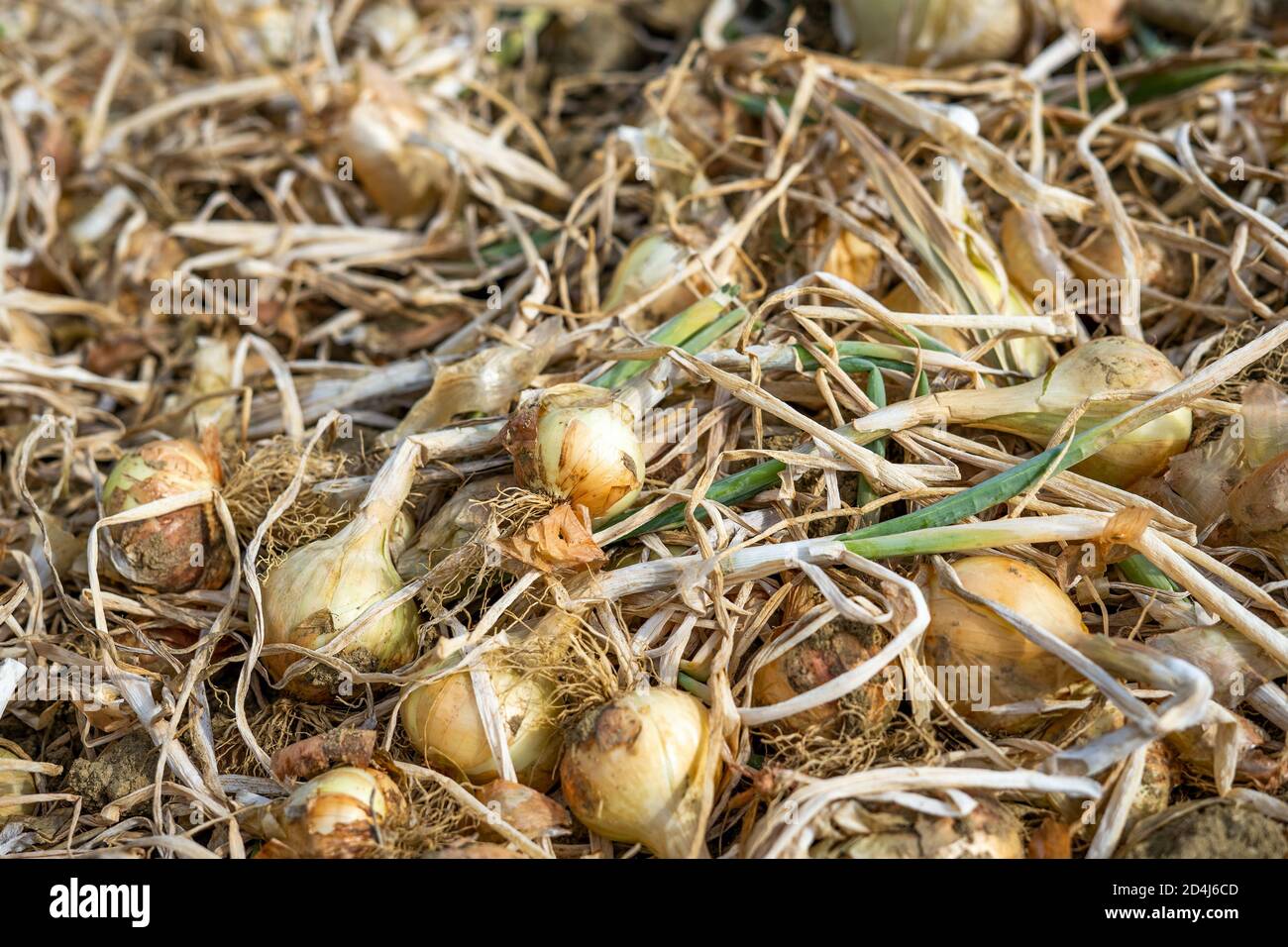 Mature Yellow Onion Field High Resolution Stock Photography and Images ...