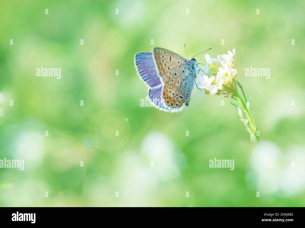 The common blue Copper-butterfly (Polyommatus icarus) is a butterfly in the family Lycaenidae and subfamily Polyommatinae on a white shepherd's purse Stock Photo