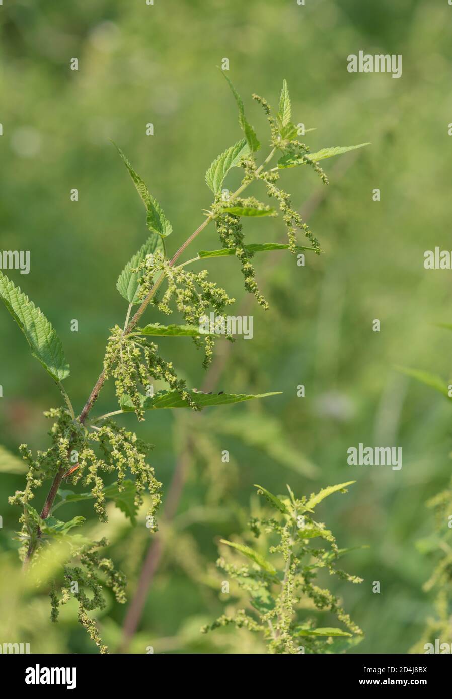 Blooming medicinal plant nettle dioecious in the natural environment on a summer green meadow Stock Photo
