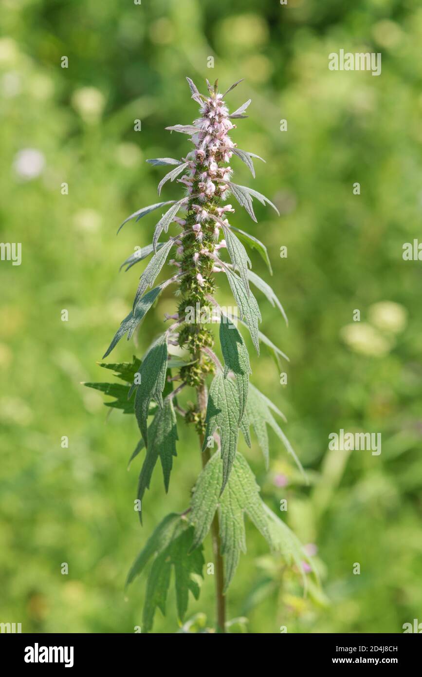 Flowering medicinal plant motherwort (Leonurus cardiaca) in a natural environment in a summer green meadow Stock Photo