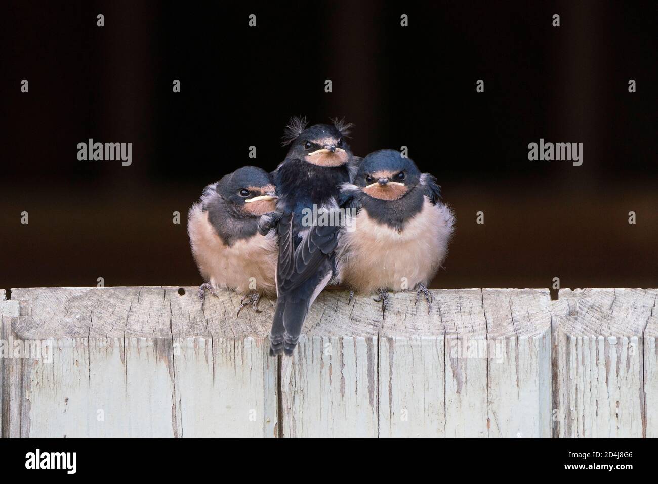 Barn Swallows, Hirundo rustica, young just out of a nest in a barn