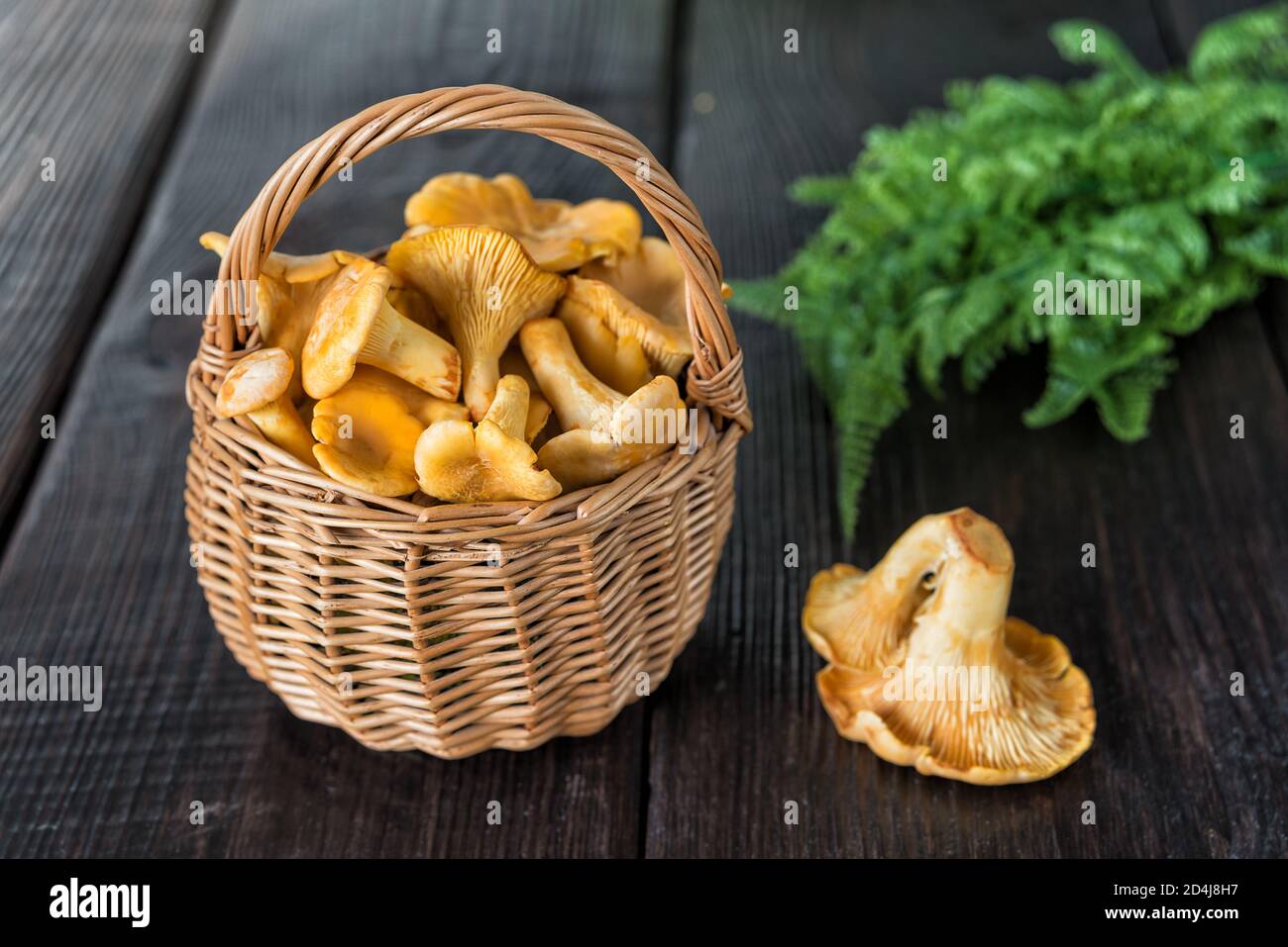 Yellow chanterelle mushrooms in a wicker basket on a dark wooden table Stock Photo