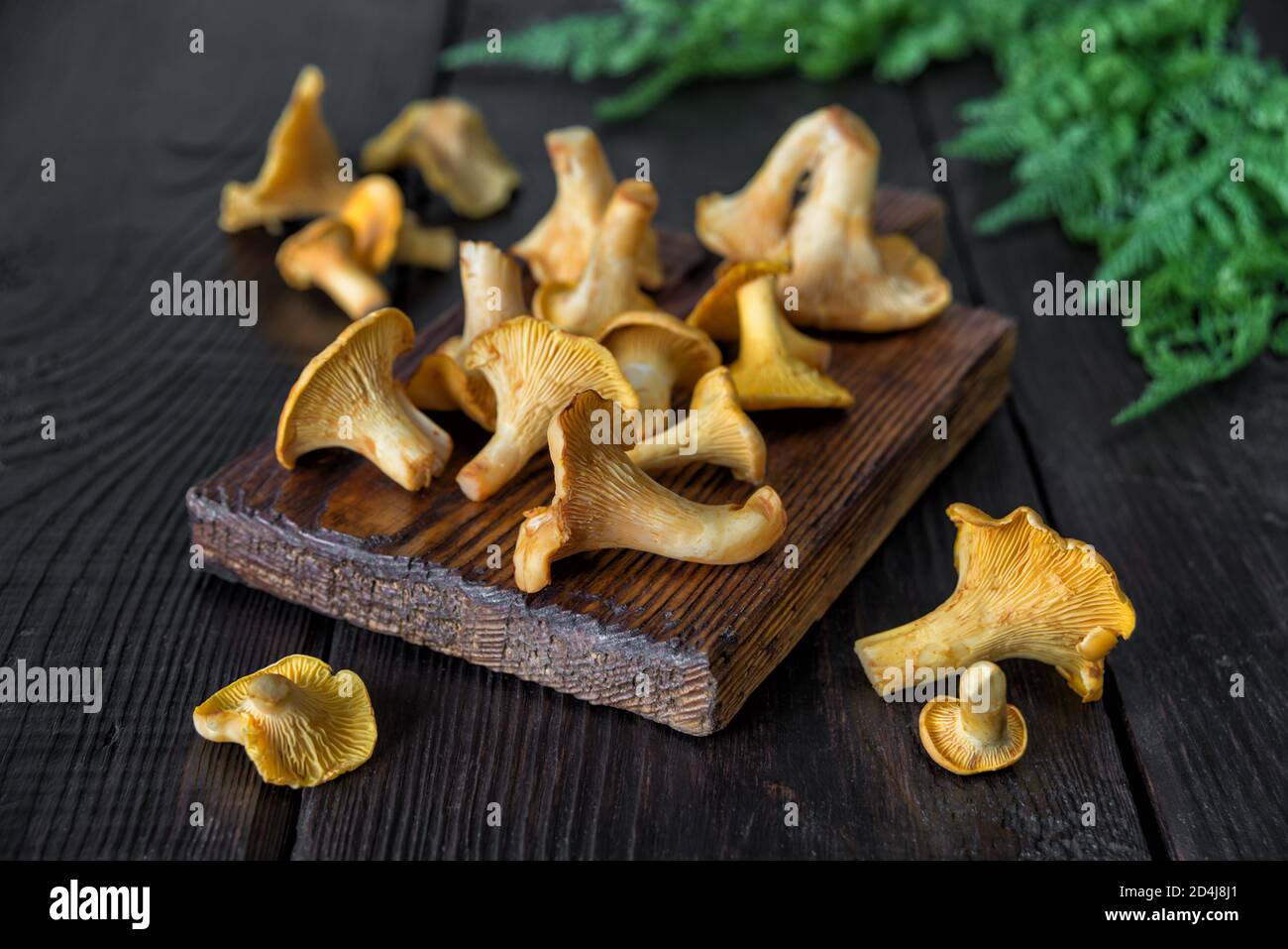 Yellow chanterelle mushrooms are on an old cutting board on a dark wooden table Stock Photo