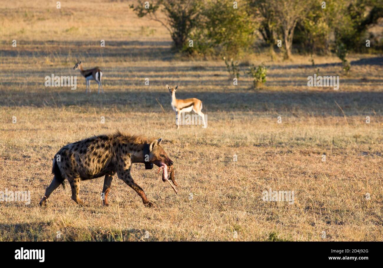 A female spotted hyena (Crocuta crocuta) with tracking collar carries the leg of a Thomson's gazelle (Eudorcas thomsonii) as another gazelle looks on Stock Photo