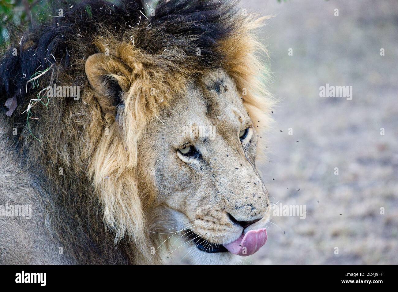 A male lion with bits of grass in its mane licks its nose and lips as a swarm of flies buzzes around its face in the Masai Mara of Kenya Stock Photo