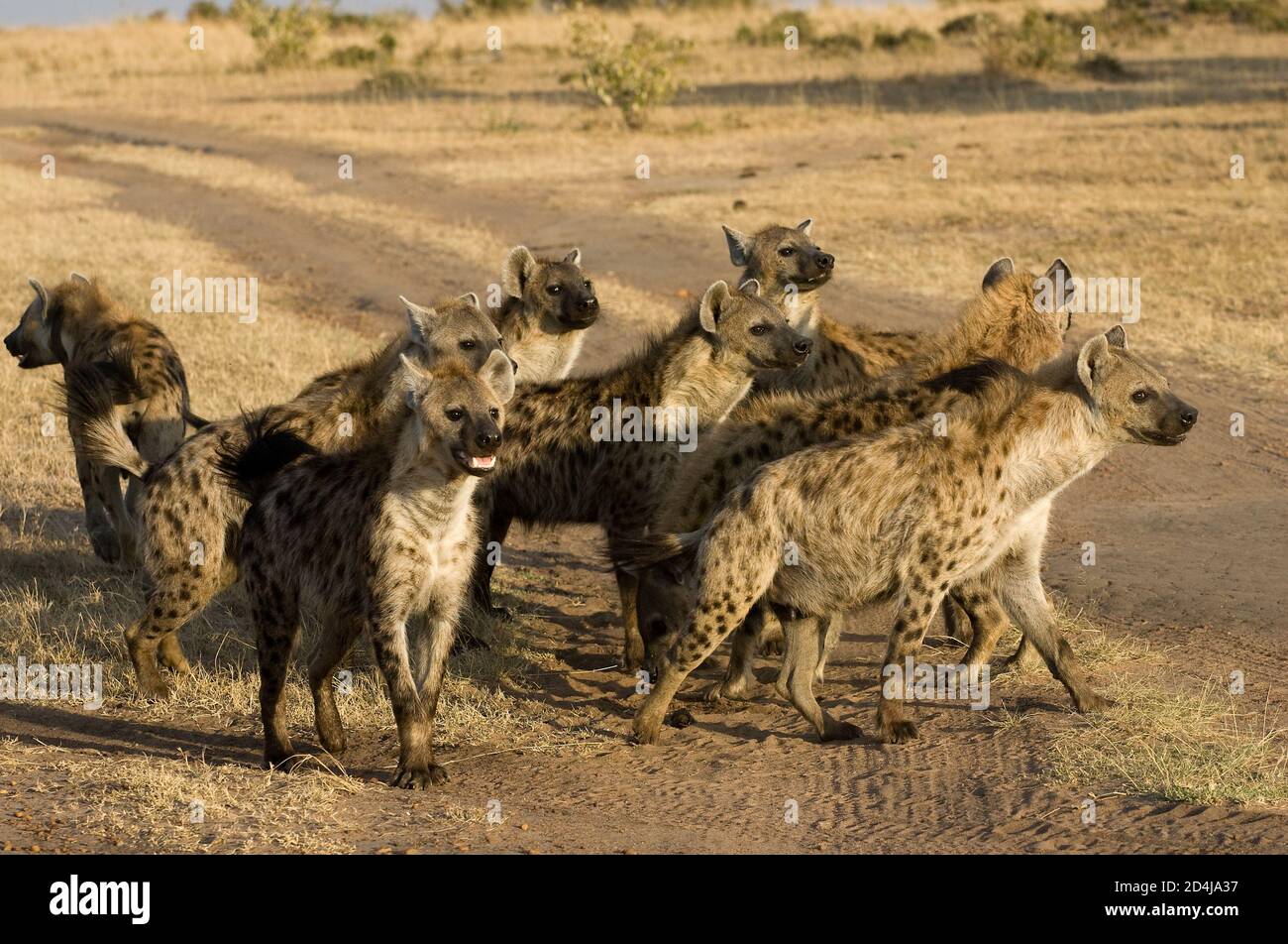 A pack of spotted hyenas (Crocuta crocuta) looks excitedly in the same direction next to a dirt track in the Maasai Mara, Kenya Stock Photo