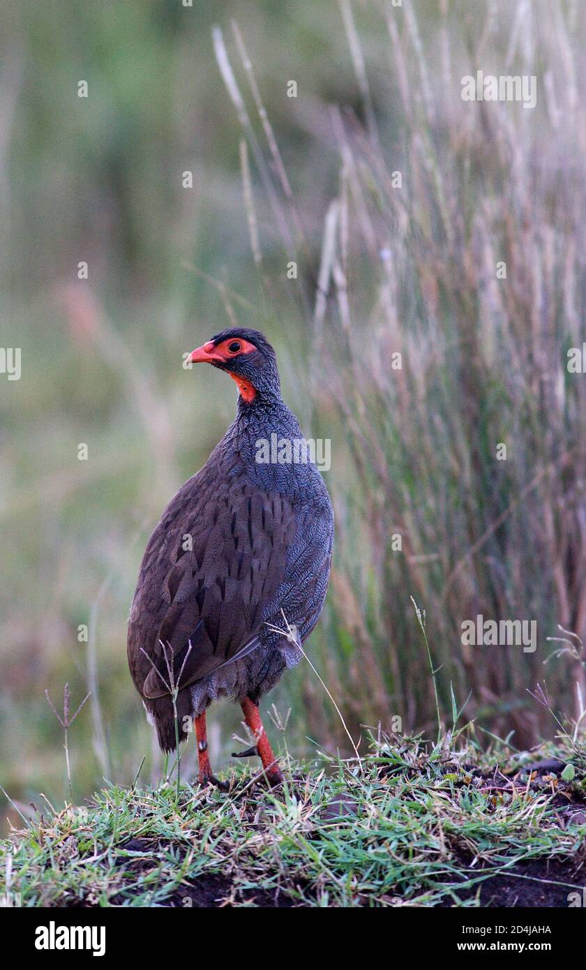 A red-necked spurfowl/ francolin (Pternistis afer leucoparaeus) stands on short grass, with long grass in the background, in the Masai Mara, Kenya Stock Photo