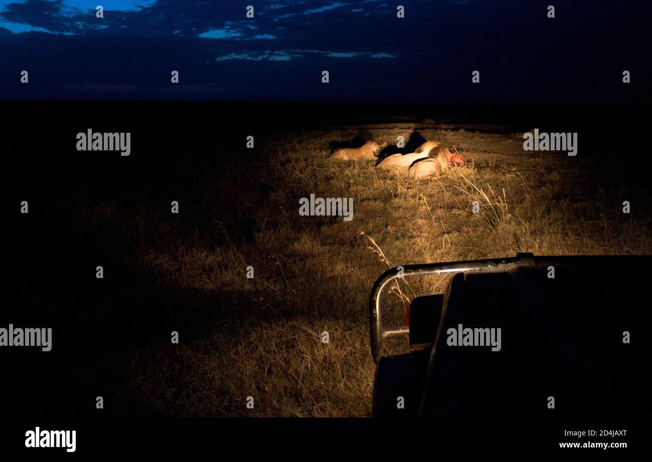 Two male lions and a female lion sit around a carcass in the dusk of the Masai Mara, illuminated by the headlights of a safari vehicle Stock Photo