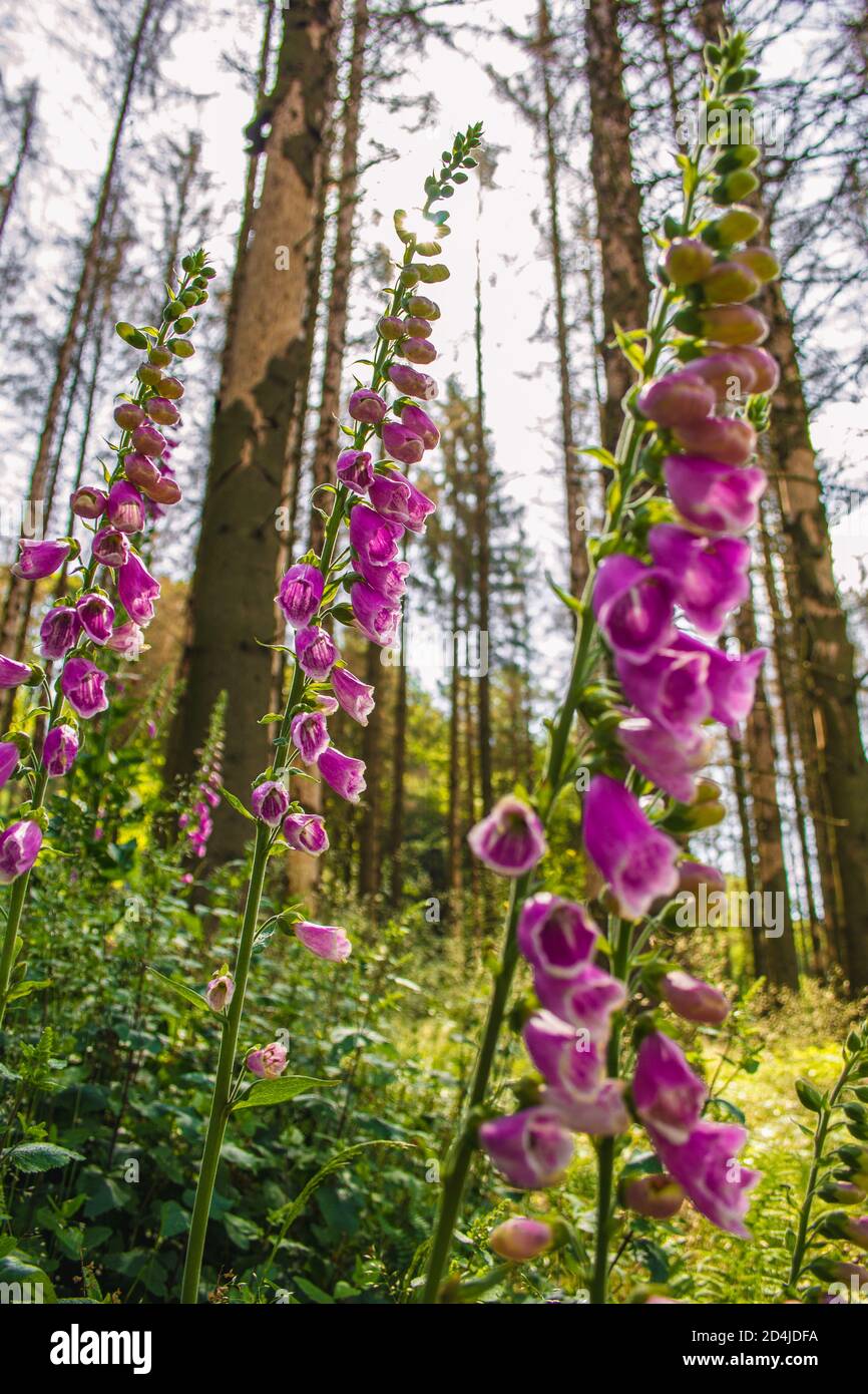 Wild common foxglove (Digitalis purpurea) growing in German forest ...