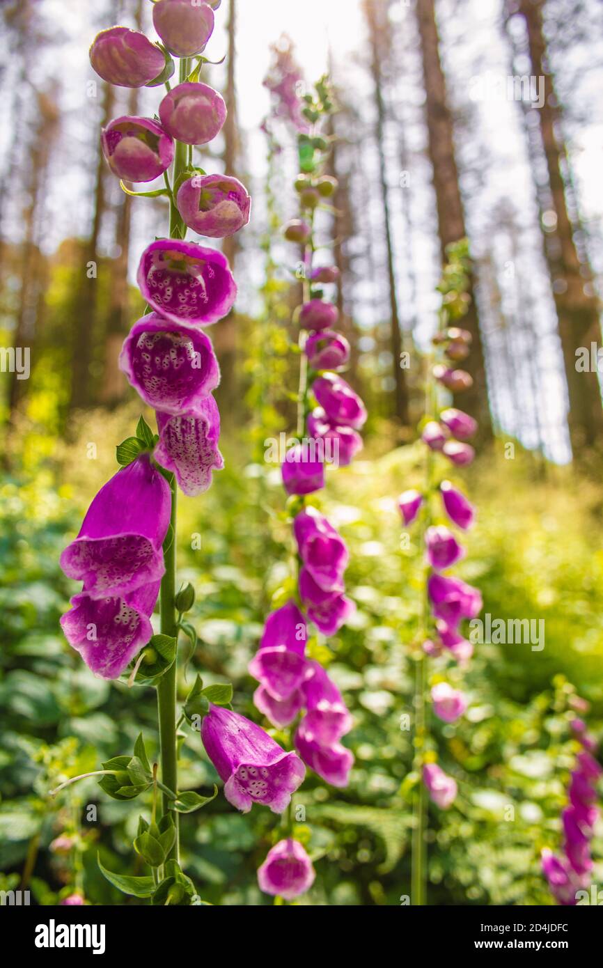 Wild common foxglove (Digitalis purpurea) growing in German forest ...