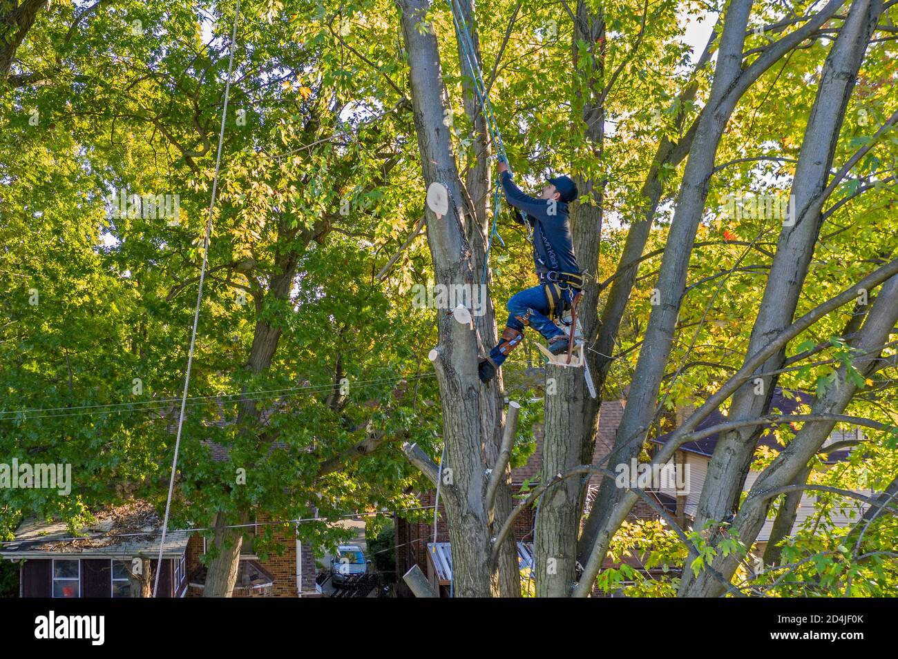 Detroit, Michigan - Tree removal in a residential neighborhood. Stock Photo