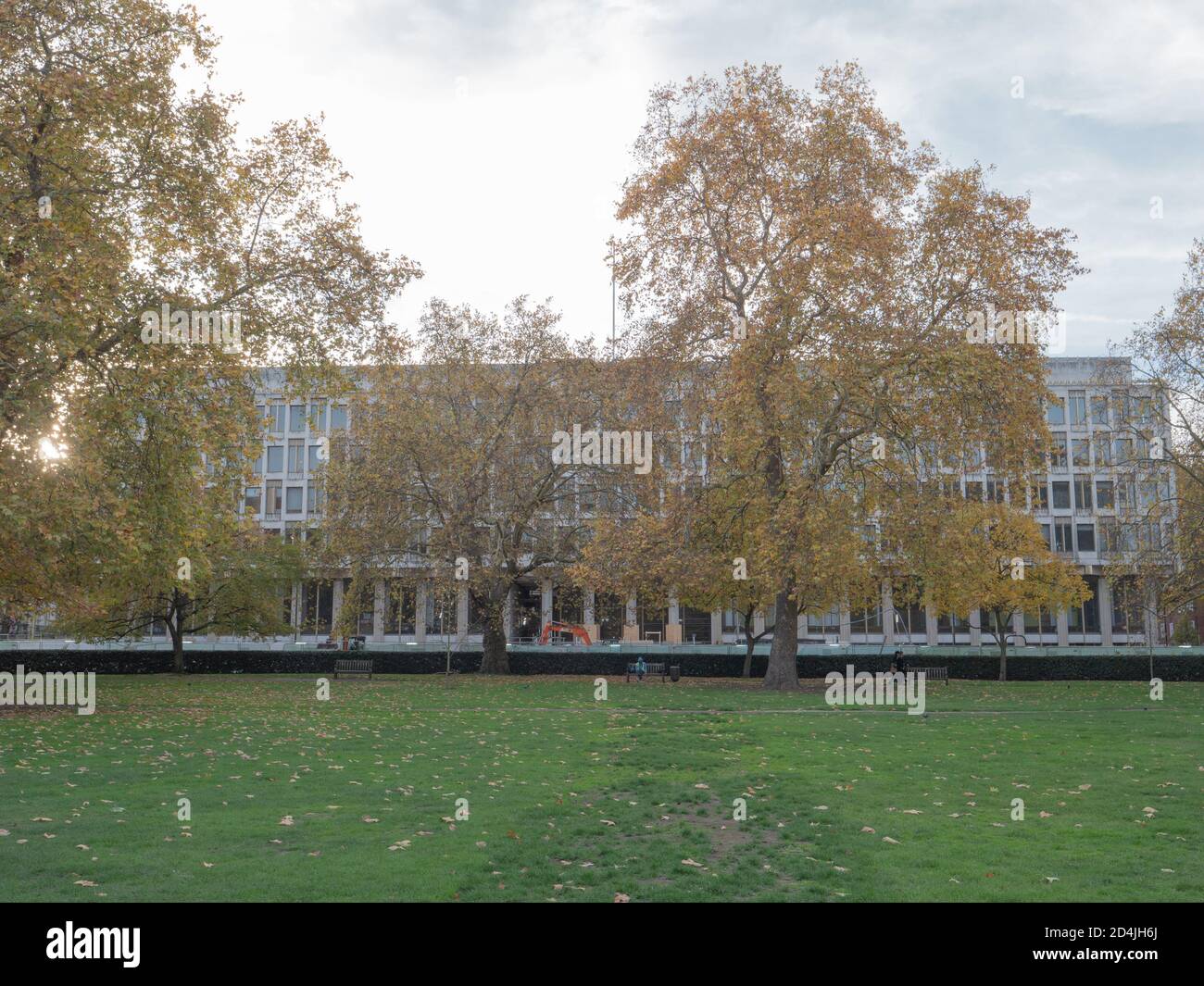 Trees covered in yellow autumn colored leaves seen in central london against the background of  a building on Grosvenor Square. Stock Photo