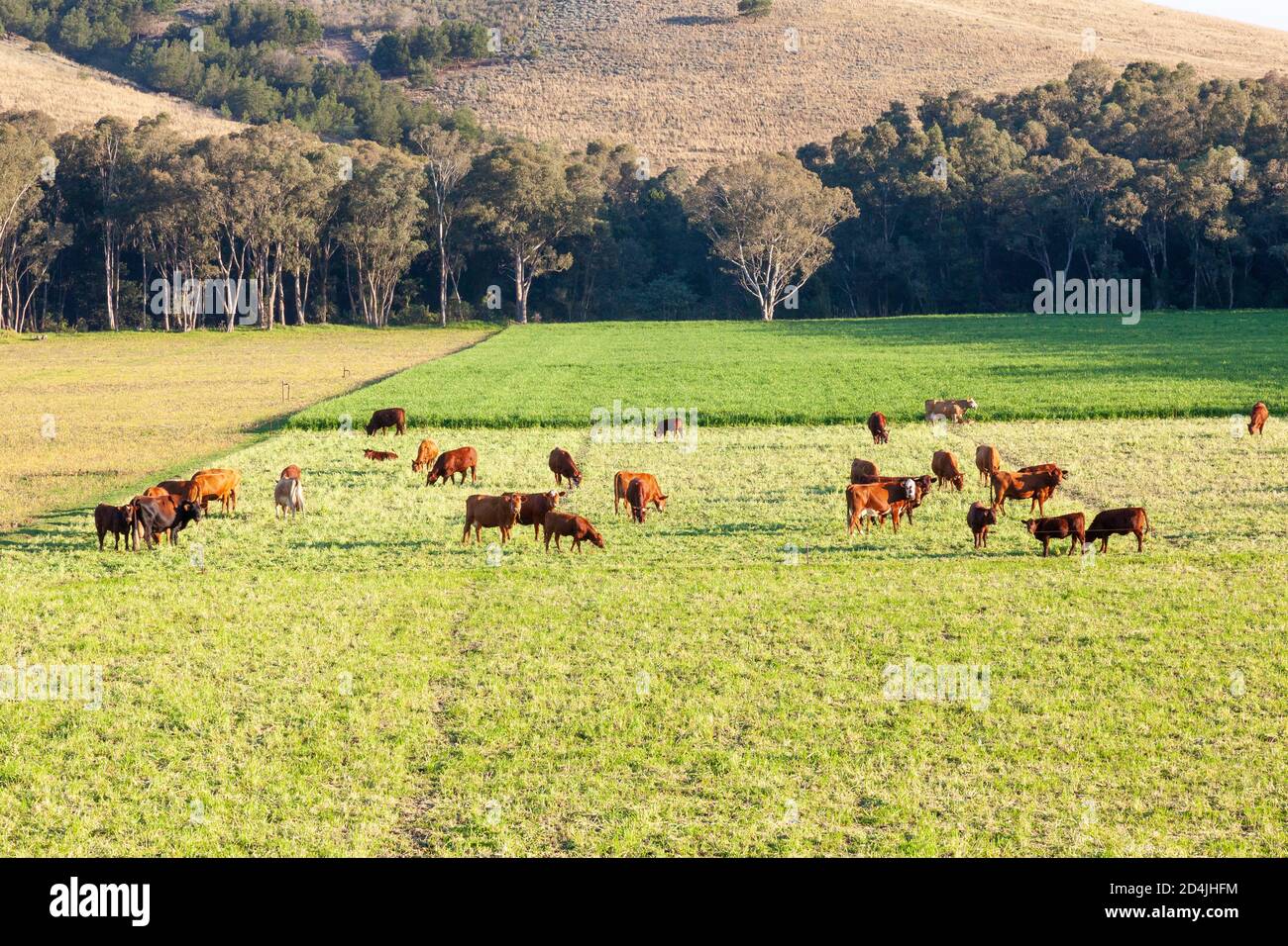 Mixed herd of  beef cattle with dairy cows grazing in a  lush green  pasture at sunset , Western Cape, South Africa Stock Photo