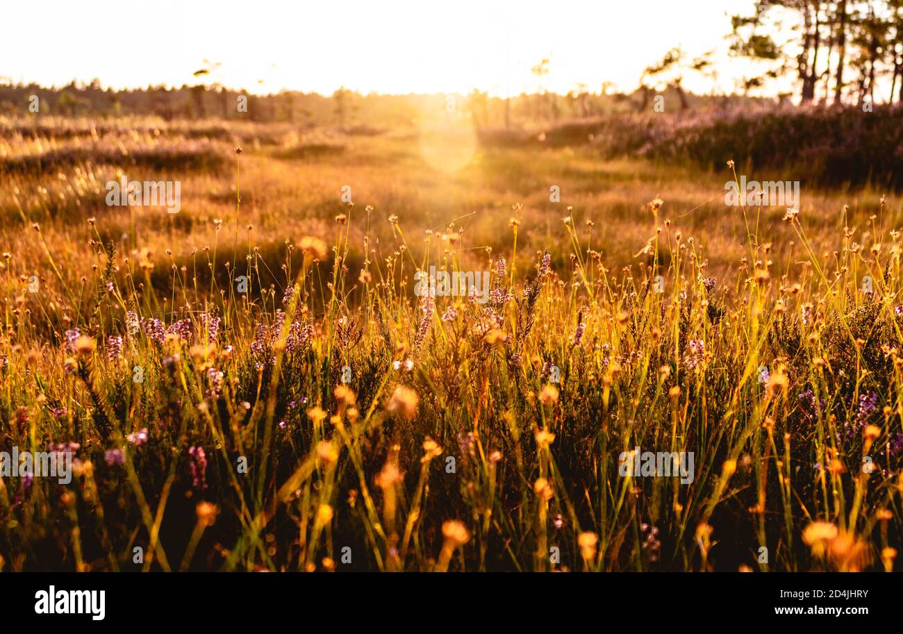 Purple heather flowers and white beak-sedge fruits growing in swamp and illuminated by setting sun on a bokeh background. Stock Photo