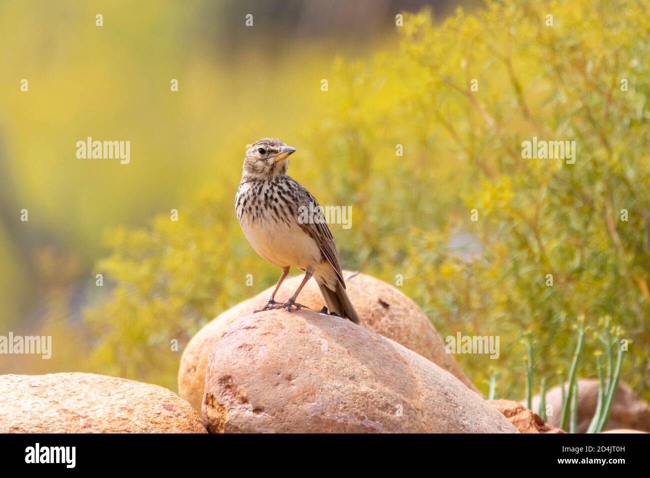 Large-billed Lark  / Thick-billed Lark (Galerida magnirostris) perched on rocks, Western Cape, South Africa in spring in fynbos habitat Stock Photo