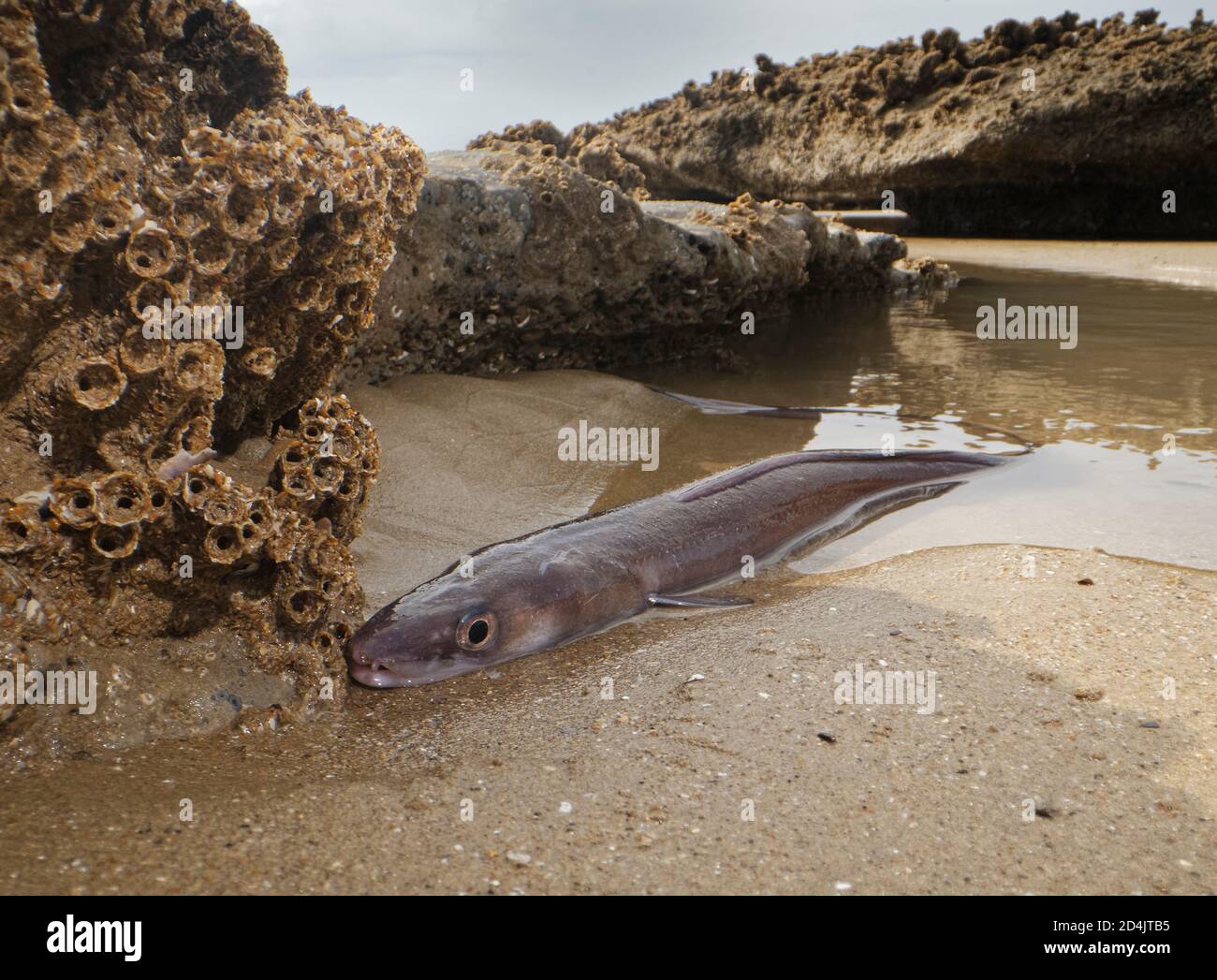 European eel (Anguilla anguilla) adult migratory “silver eel” trapped in a tide pool on a sandy beach on a very low tide, South Wales, UK, September. Stock Photo