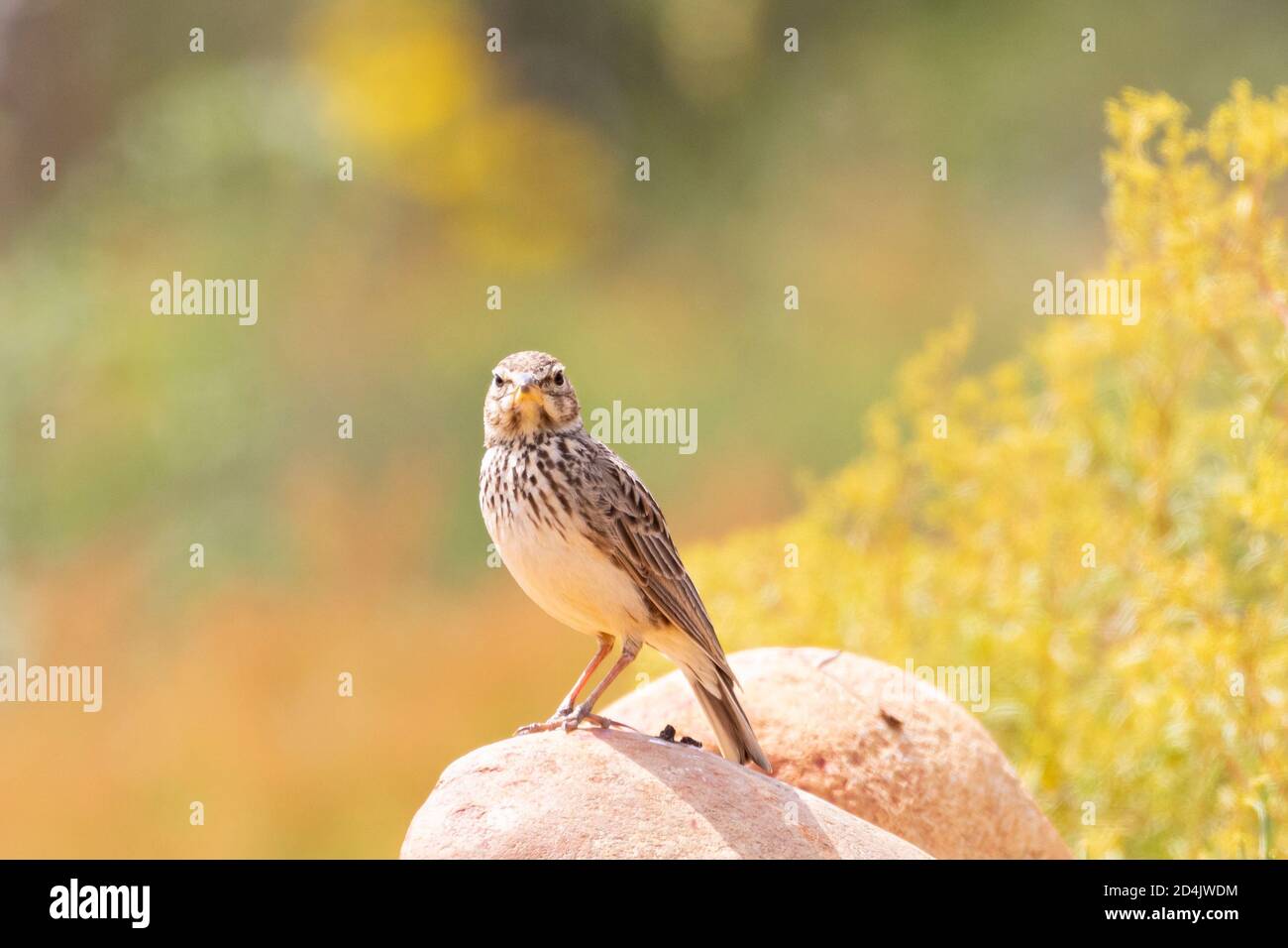 Large-billed Lark / Thick-billed Lark (Galerida magnirostris) perched on rocks, Western Cape, South Africa Stock Photo