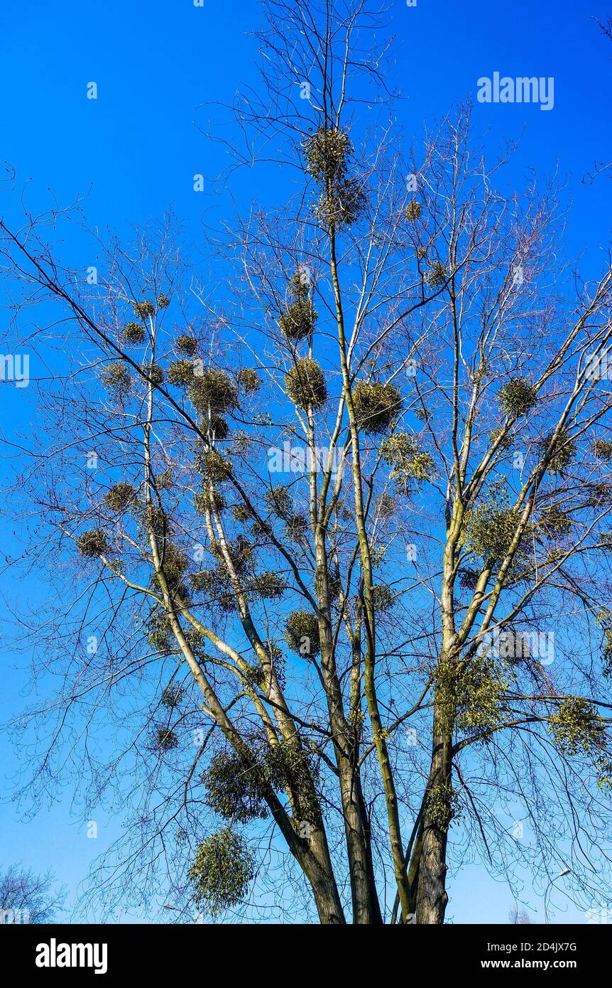 Low angle shot of a tree with mistletoe parasites on its branches Stock Photo