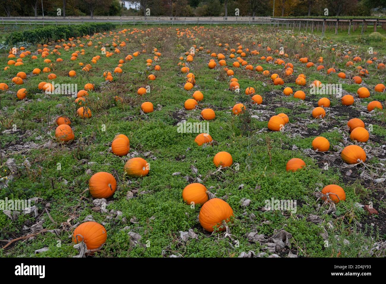 Big orange pumpkins in hi-res stock photography and images - Alamy