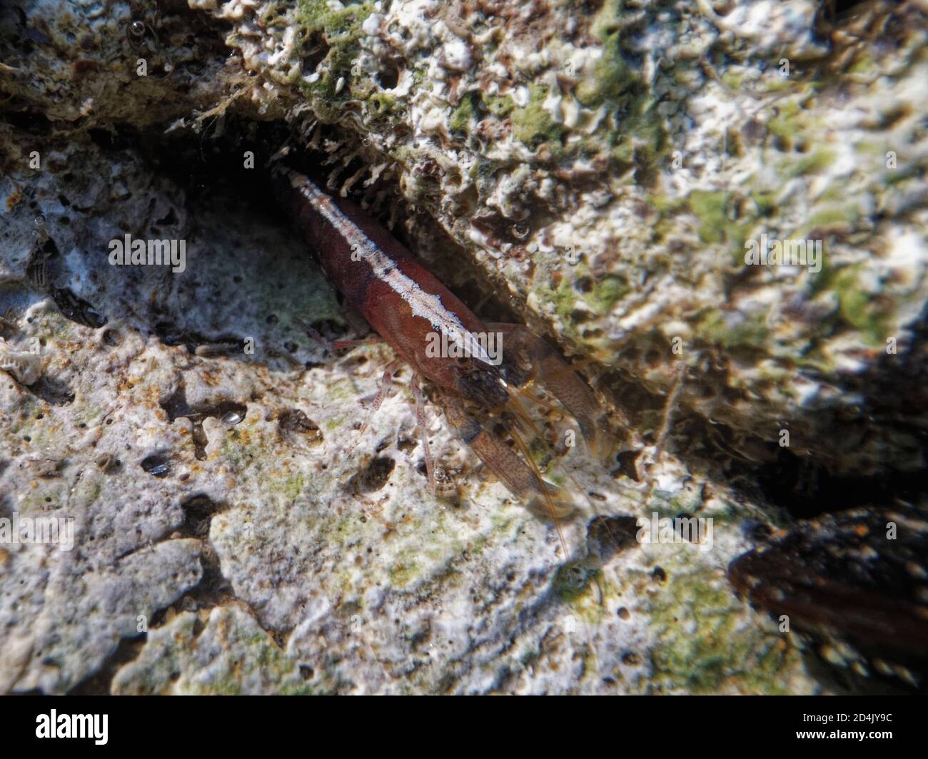 Hooded shrimp (Athanas nitescens) in a rock pool low on the shore, The Gower, Wales, UK, September. Stock Photo