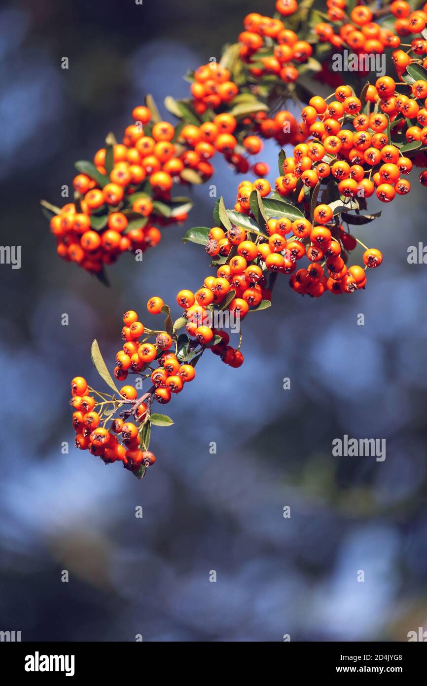 The bright orange berries of a Pyracantha against a natural contrasting blue background. Also known as Firethorn, in close up with copyspace. Stock Photo