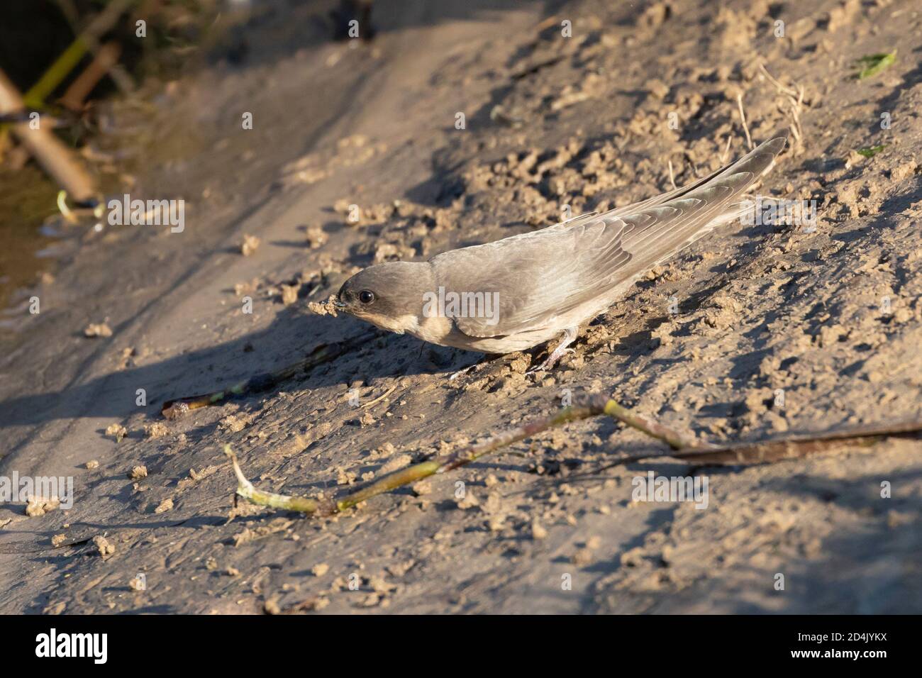 Rock Martin (Ptyonoprogne fuligula filigula) collecting mud for nesting at the Breede River, Western Cape, South Africa at dawn Stock Photo