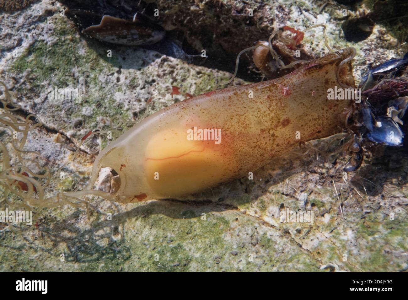 Mermaid's purse egg case of Lesser spotted catshark / Dogfish (Scyliorhinus canicula) in a rockpool with developing young fish and yolk visible inside Stock Photo